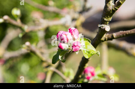 Nahaufnahme von Pink apple tree Knospe Blüte, Großbritannien Stockfoto