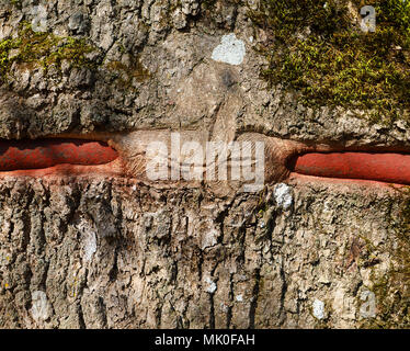 Schließen Sie herauf im Blick auf alte braune Rinde mit Bump über rote Metall stick, weißen Flechten und Moos an einem sonnigen Tag. Texturierte rauhe Oberfläche. Stockfoto