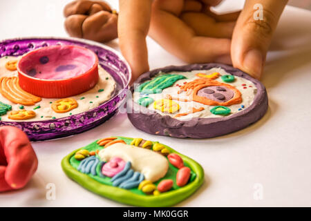 Pflanzliche und tierische Zellen aus Knetmasse und Kunststoff. Kind Modellierung Plastilin und Kunststoff für Schule Biologie Klasse. Studium der Zellstruktur. Stockfoto