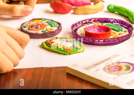 Pflanzliche und tierische Zellen aus Knetmasse und Kunststoff. Kind Modellierung Plastilin und Kunststoff für Schule Biologie Klasse. Studium der Zellstruktur. Stockfoto