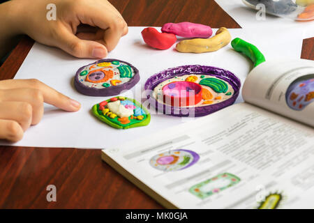 Pflanzliche und tierische Zellen aus Knetmasse und Kunststoff. Kind Modellierung Plastilin und Kunststoff für Schule Biologie Klasse. Studium der Zellstruktur. Stockfoto