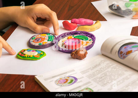 Pflanzliche und tierische Zellen aus Knetmasse und Kunststoff. Kind Modellierung Plastilin und Kunststoff für Schule Biologie Klasse. Studium der Zellstruktur. Stockfoto