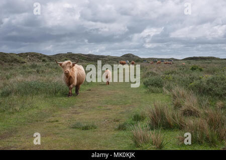 Abbildung zeigt Schottisches Hochlandrind Kuh und Kalb in den Dünen von Texel, Montag, den 16. Mai 2016, Texel, Niederlande. Stockfoto