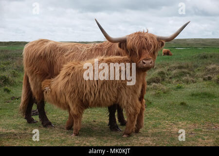 Abbildung zeigt Schottisches Hochlandrind Kuh und Kalb in den Dünen von Texel, Niederlande. Stockfoto