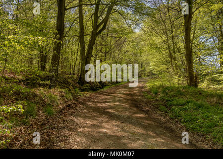 Dappled Licht durch die Buche Stockfoto