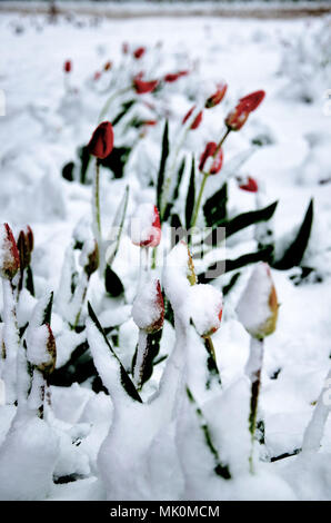 Tulpen im Schnee Stockfoto