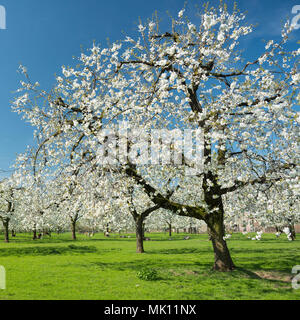 Kirschgarten in voller Blüte unter blauem Frühlingshimmel mit grünem Gras in Holland Stockfoto