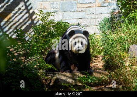 Großer Panda (Ailuropoda Melanoleuca), Erwachsene, Adelaide Zoo, South Austalia, Australien Stockfoto