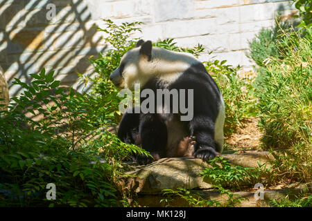 Großer Panda (Ailuropoda Melanoleuca), Erwachsene, Adelaide Zoo, South Austalia, Australien Stockfoto