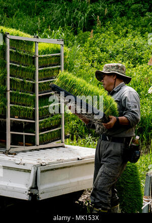 Terrassierten Reisfeldern von Oyama Senmaida sind Dank 'Besitzer', in dem die Stadtbewohner kleinen Grundstück zu Pflanzen und Ernten eigenen Reis verabschieden. Stockfoto