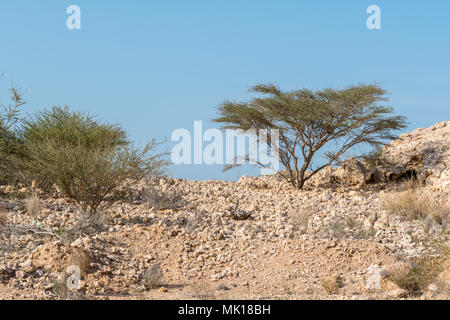Bereich der steinigen Wüste in der Nähe von Muscat in Oman. Bereich ist mit Felsen, Bäume und Büsche gestreut Stockfoto