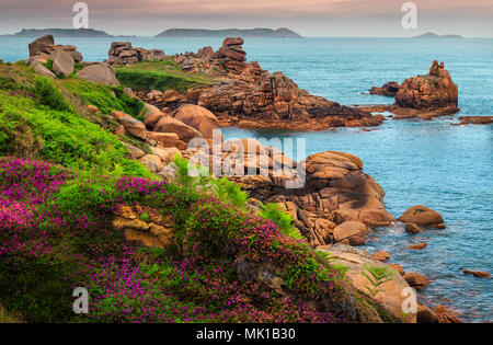 Atemberaubende bunte Blumen und die spektakuläre Küste mit Felsen in Trégastel, Bretagne, Frankreich, Europa Stockfoto