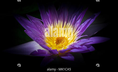 Sacred lotus Zoo Calgary Alberta Kanada Stockfoto