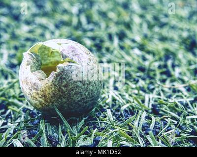 Detailansicht aufgebrochen wild Ei im Gras. Klein Braun Blau Grün Shell mit Punkten von baumpollen. Frühling in der Natur