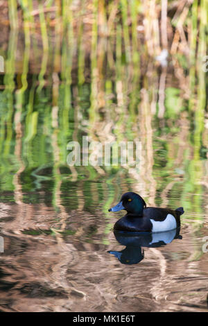 Reiherente in schimmernden Punkt mit grassess im Hintergrund reflektiert, London Wetland Centre, VEREINIGTES KÖNIGREICH Stockfoto