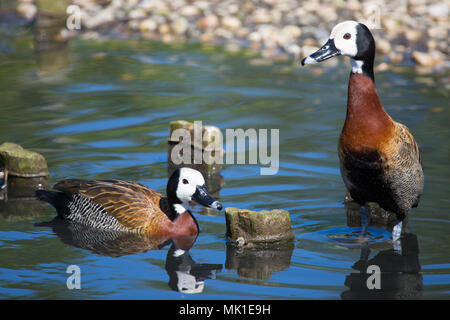 Paar weiße konfrontiert Pfeifen Enten am Teich, London Wetland Centre, VEREINIGTES KÖNIGREICH Stockfoto