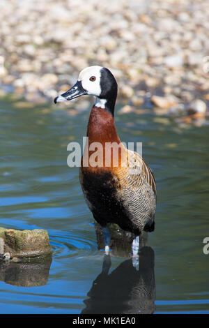 Weiß konfrontiert Pfeifen Ente stehend an den Rand des Teiches, London Wetland Cente, Großbritannien Stockfoto