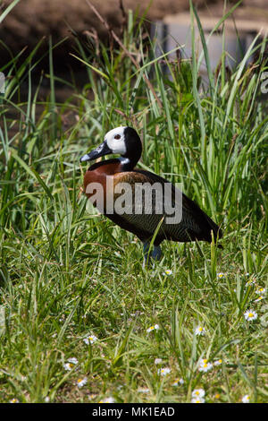 Weiß konfrontiert Pfeifen Ente zu Fuß durch langes Gras, London Wetland Centre, VEREINIGTES KÖNIGREICH Stockfoto