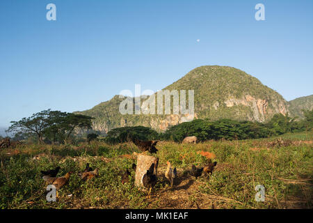 Panorama auf das Tal von Vinales mit den Mogotes Stockfoto