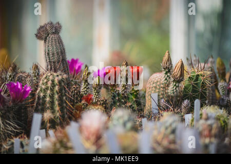 Kaktus auf Blüten und Knospen, Hintergrund mit Cactus Stockfoto