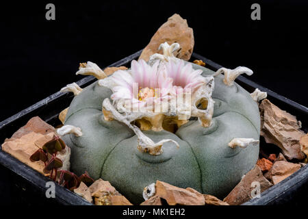 Kaktus Lophophora Williamsii mit Blume isoliert auf Schwarz Stockfoto