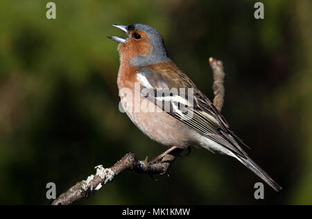 Buchfink, gewöhnlicher Buchfink, Fringilla coelebs, männlich, Gesang aus Zweig Stockfoto