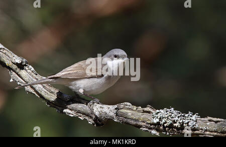 Lesser Whitethroat, Curruca curruca, Sylvia curruca Stockfoto