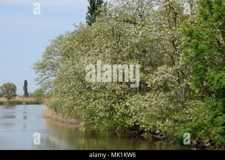 Blühende Akazien weißen Trauben. Weiße Blüten von stacheligen Akazien, von Bienen bestäubt. Stockfoto