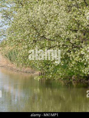 Blühende Akazien weißen Trauben. Weiße Blüten von stacheligen Akazien, von Bienen bestäubt. Stockfoto