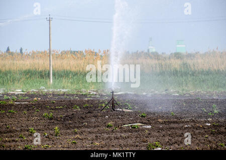 Bewässerungssystem im Bereich von Melonen. Bewässerung der Felder. Sprinkler. Stockfoto