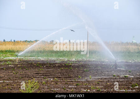 Bewässerungssystem im Bereich von Melonen. Bewässerung der Felder. Sprinkler. Stockfoto