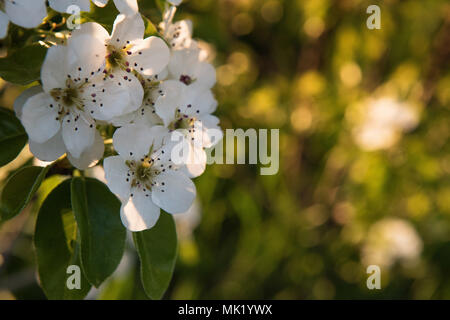 Frühling Grusskarten mit blühenden Zweig der Pear Tree in warmen Sonnenuntergang Sonne. Selektive konzentrieren. Hintergrund bokeh. Platz für Text. Stockfoto