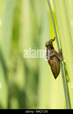 1 der 22. Nach Plattbauch Libelle aus Larven. vollständige Sequenz. exuvia, exoskelett, Libellula depressa, Mai, UK. Stockfoto