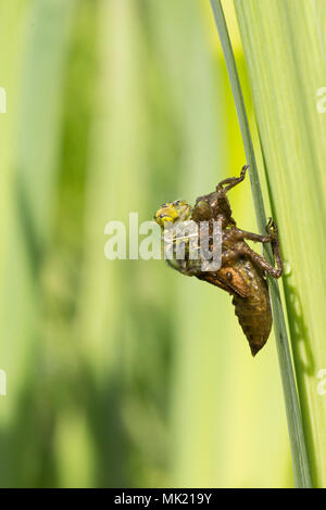 4 der 22. Nach Plattbauch Libelle aus Larven. vollständige Sequenz. exuvia, exoskelett, Libellula depressa, Mai, UK. Stockfoto