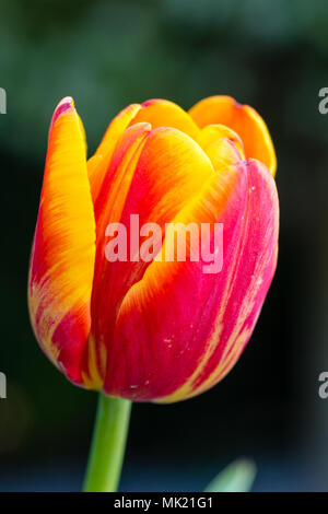 Schöne Tulpe close-up, Frühling Blumen Tulpen blühen im Garten, orange-gelbe Tulpe Stockfoto