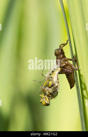 8 der 22. Nach Plattbauch Libelle aus Larven. vollständige Sequenz. exuvia, exoskelett, Libellula depressa, Mai, UK. Stockfoto