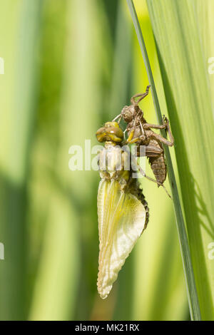 13 der 22. Nach Plattbauch Libelle aus Larven. vollständige Sequenz. exuvia, exoskelett, Libellula depressa, Mai, UK. Stockfoto