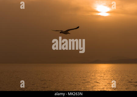 Eine Möwe über dem Ägäischen Meer bei Sonnenuntergang in Griechenland fliegen Stockfoto