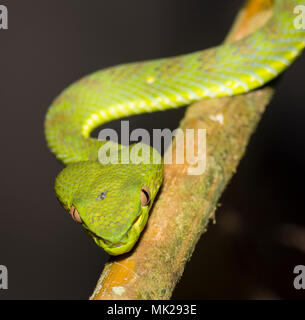 Wunderschöne weibliche Phuket Green Pit Viper (Ein älterer Name phuketensis) in einem Baum auf Phuket Thailand. Stockfoto