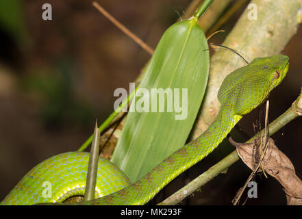 Wunderschöne weibliche Phuket Green Pit Viper (Ein älterer Name phuketensis) in einem Baum auf Phuket Thailand. Stockfoto