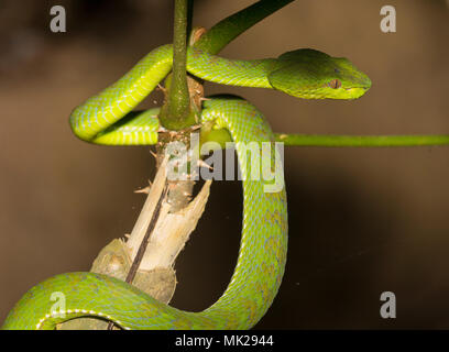 Wunderschöne weibliche Phuket Green Pit Viper (Ein älterer Name phuketensis) in einem Baum auf Phuket Thailand. Stockfoto