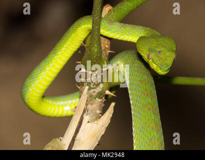 Wunderschöne weibliche Phuket Green Pit Viper (Ein älterer Name phuketensis) in einem Baum auf Phuket Thailand. Stockfoto