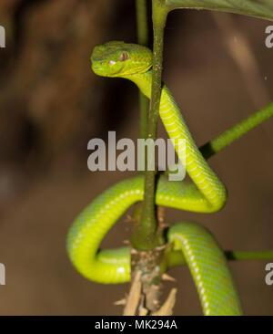 Wunderschöne weibliche Phuket Green Pit Viper (Ein älterer Name phuketensis) in einem Baum auf Phuket Thailand. Stockfoto