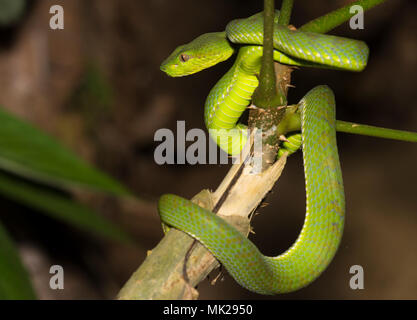 Wunderschöne weibliche Phuket Green Pit Viper (Ein älterer Name phuketensis) in einem Baum auf Phuket Thailand. Stockfoto