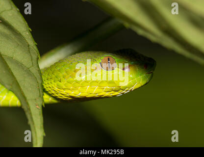 Wunderschöne weibliche Phuket Green Pit Viper (Ein älterer Name phuketensis) in einem Baum auf Phuket Thailand. Stockfoto