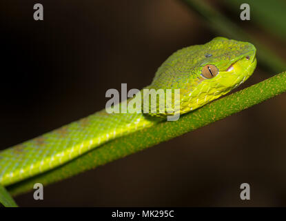 Wunderschöne weibliche Phuket Green Pit Viper (Ein älterer Name phuketensis) in einem Baum auf Phuket Thailand. Stockfoto