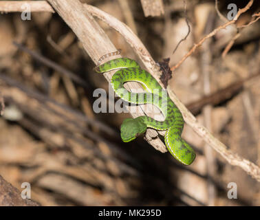Wunderschöne endemisch weiblichen Phuket Green Pit Viper (Ein älterer Name phuketensis) in einem Baum auf Phuket Thailand. Stockfoto