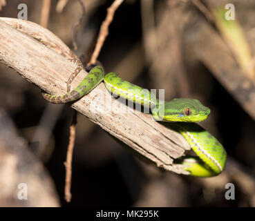 Wunderschöne endemisch weiblichen Phuket Green Pit Viper (Ein älterer Name phuketensis) in einem Baum auf Phuket Thailand. Stockfoto