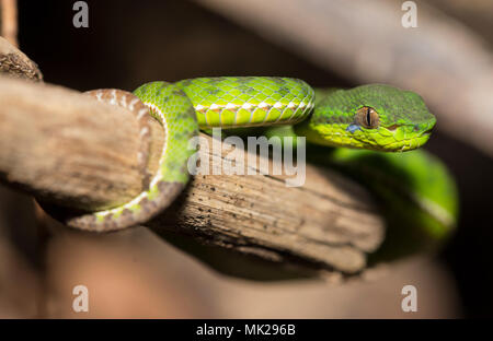 Wunderschöne endemisch weiblichen Phuket Green Pit Viper (Ein älterer Name phuketensis) in einem Baum auf Phuket Thailand. Stockfoto