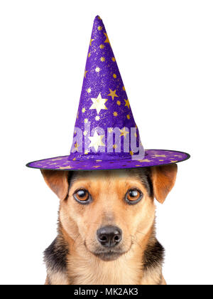 Lustige Halloween hund Hexe oder Zauberer Hut isoliert Stockfoto